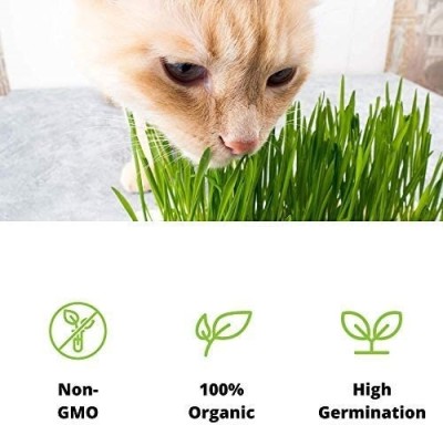 Qualtivate PUAS-159 Cat Grass Hard Red Winter Wheat Seed(2000 per packet)