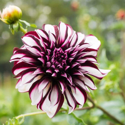 CYBEXIS Dinner Plate Dahlia Seeds Seed(1 g)