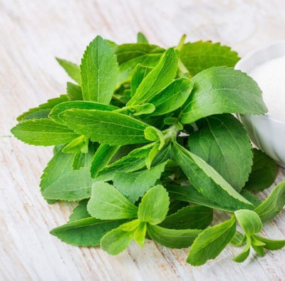 GEZ Candy Leaf - Stevia - Stevia Rebaudiana Seed(50 per packet)