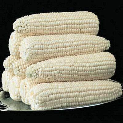 WILLVINE SYN -IV White Hybrid Corn Sweet-[500g] Seed(2000 per packet)