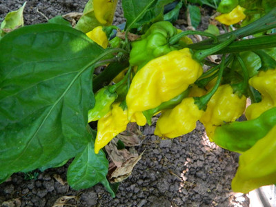 KNESSiN High Germination 7 Pot Yellow Chilli Vegetable Seeds For Planting-(2400 Seeds) Seed(2400 per packet)