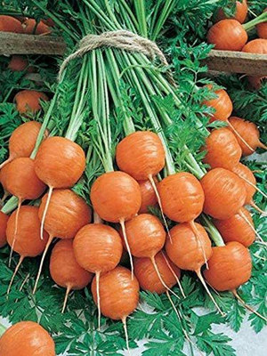 VibeX ® RXI-376 Great Little Round Carrot Seed(500 per packet)