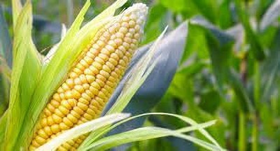 LPR SWEET CORN Seed(50 per packet)