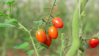 JINIA tomato Seed(30 per packet)