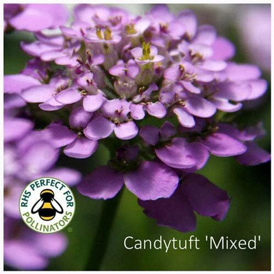 CRGO ™ ICRA-34-Candytuft Mixed Seeds. Mixed Candytuft-50 x Seeds Seed(50 per packet)