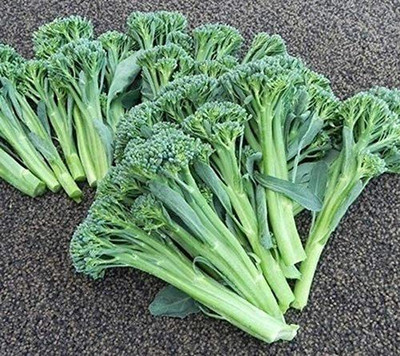 VibeX ® VXI-508 Hybrid Cross Between broccoli and Kale Seed(200 per packet)