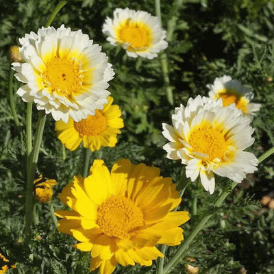 CYBEXIS TLX-7 - Chrysanthemum Garland Golden - (270 Seeds) Seed(270 per packet)