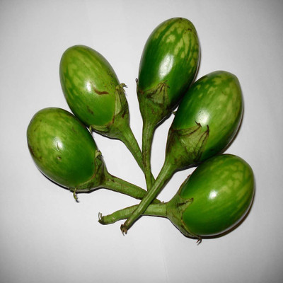 WILLVINE PUAS-436 Green Round Brinjal seed Seed(200 per packet)