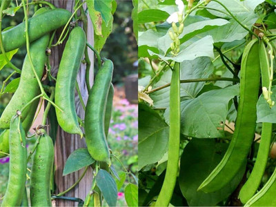 JAYANTAHALDER mou sim seeds, sword beans seeds Seed(16 per packet)