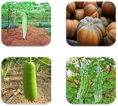 CHILLATAI Best Collection Combo Climbing seeds 9 Variety Vegetable Seed(150 per packet)