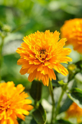 Dasstore Double sunflower seeds pack of 20 Seed(200 per packet)