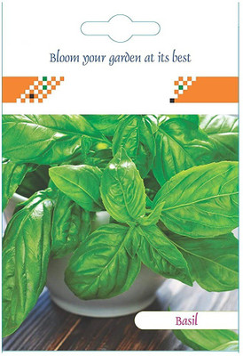 CYBEXIS Basil Herb Seeds2000 Seeds Seed(2000 per packet)
