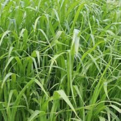 ibains Goat fodder grass seed Seed(9900 per packet)