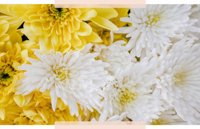 Quentova Single Bloom Chrysanthemum Flower Seed(100 per packet)