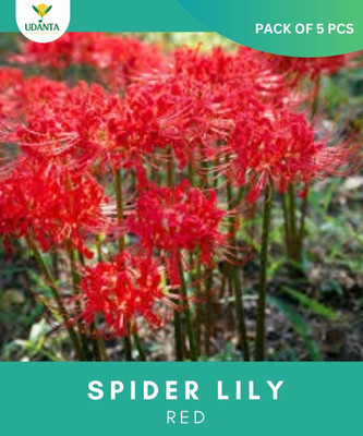 Udanta spider lily red flower bulb, gardening plant, Summer Flower, red color flower bulb Seed(5 per packet)