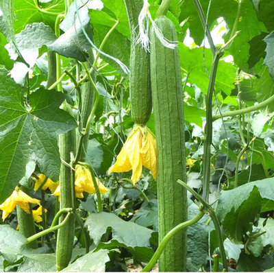 Qualtivate HYB-7A Sponge Gourd Vegetable Seeds Seed(50 per packet)
