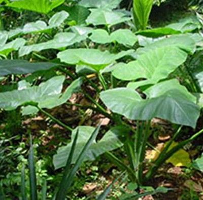 Aywal Taro Root/Arbi Bulbs Seed(15 per packet)
