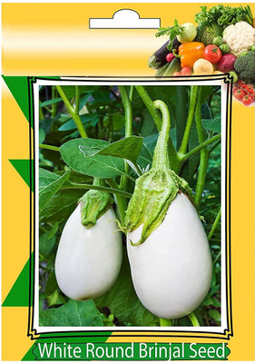 CRGO ® VXI-278-White Round Brinjal Vegetables Seeds Seed(250 per packet)