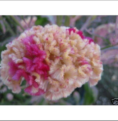 Quentova GIANT COCKSCOMB MIX-10P-PUAS Seed(100 per packet)