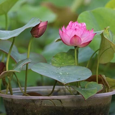 Jui Lotus, Kamal Seed(14 per packet)