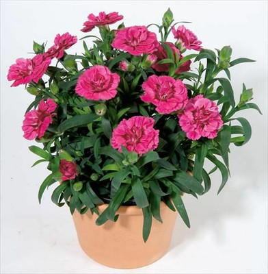 XOLDA Exotic carnation Seed(34 per packet)