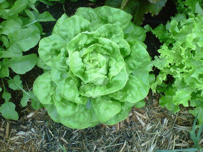 Qualtivate PUAS-9A Butter crunch Lettuce Seeds Seed(300 per packet)
