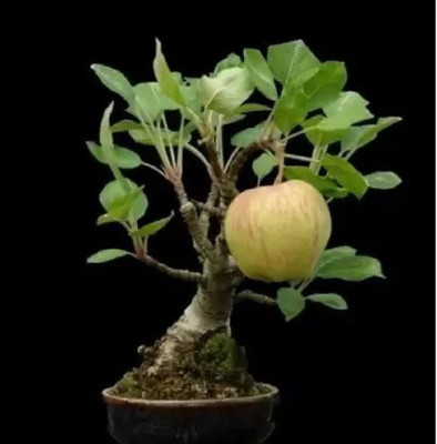 MAA Apple Seed(67 per packet)