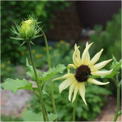 WILLVINE LX-371 Italian White Sunflower Seeds Seed(200 per packet)