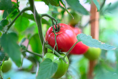 SRK Shree Radha Krishna tomato Seed(135 per packet)
