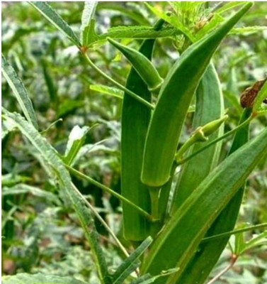 wequality Hybrid lady finger seeds/Okra seeds/भेंडी SEEDS For plant Seed(130 per packet)