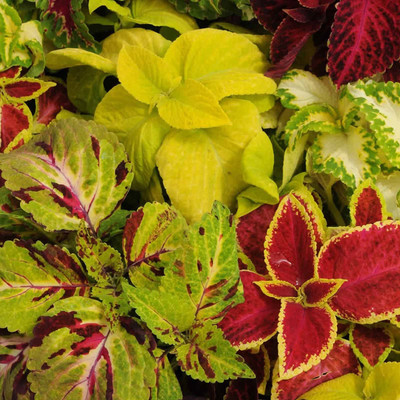 Biosnyg Wizard Coleus Seeds - Mix-[50 Seeds] Seed(50 per packet)