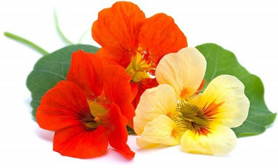 CYBEXIS NASTURTIUM ALASKA MIX BLOSSOMS400 Seeds Seed(400 per packet)