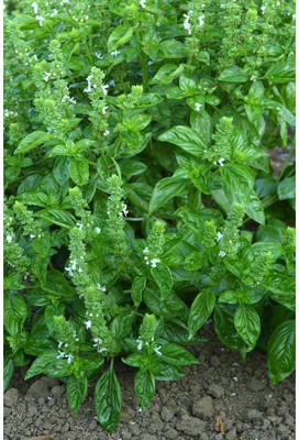 XEFRA Italian Large Leaf Basil Seed(70 per packet)