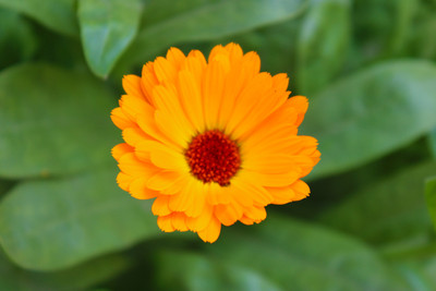 Rustic Calendula Seed(40 per packet)
