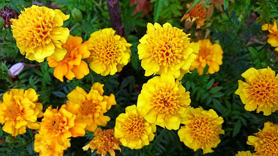 ORAKLE marigold/gende ka phool flower seeds Seed(75 per packet)