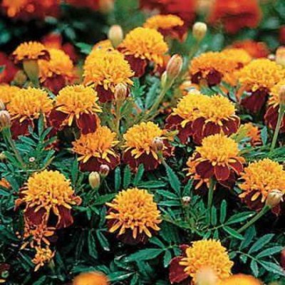 CYBEXIS VVI-55 - Tiger Eyes Marigold - (750 Seeds) Seed(750 per packet)