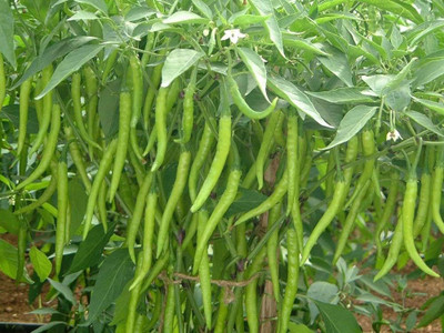 BDSresolve Chlli seeds for plant PACK OF 69 Seed(69 per packet)