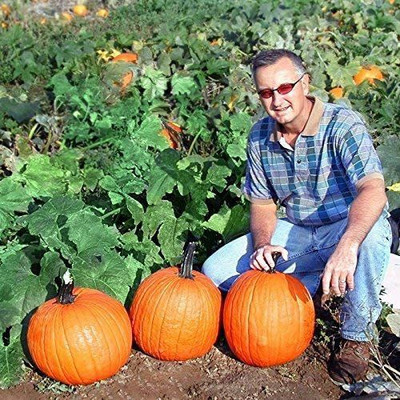 VibeX ® VXI-569 Pumpkin Gladiator - Powdery Mildew Tolerant Seed(50 per packet)