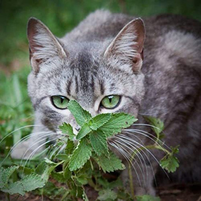 CYBEXIS LX-30 - Cat Mint Catnip - (1500 Seeds) Seed(1500 per packet)