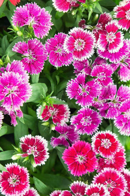 the green dotcom Hybrid Sweet William Double Flower Seed(22 per packet)
