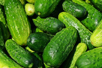 Qualtivate XXX-6A Ultra-Compact Cucumber “Space Master 80” Seed(300 per packet)