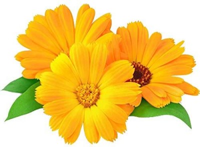 CRGO CALENDULA Seed(15 per packet)