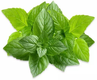 Quentova PEPPERMINT HERB-RXI-11D Seed(250 per packet)