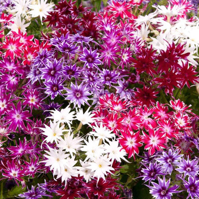 ACCELCROP Phlox Flower Seed, Fragrant Dwarf Hybrid Beauty Mixed Seed(26 per packet)