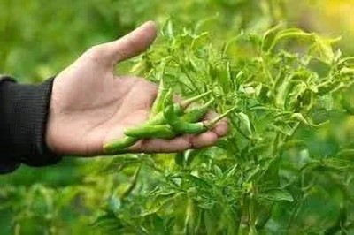 DHENU PRASAD Hybrid chilli (mirch) Seed(2150 per packet)