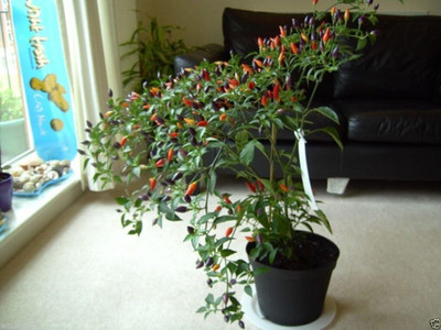Qualtivate ICRA-2A Numex Twilight Very Beautiful Chilli Seed(300 per packet)