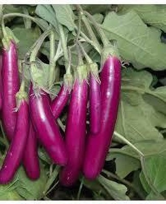 ARYAN EVERGREEN Brinjal seeds Seed(40 per packet)