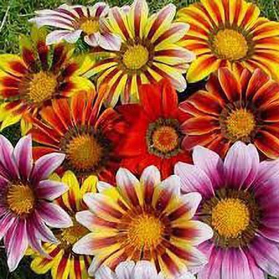 ACCELCROP Gazania Mixed Color Hybrid Seeds - Garden Flower Seed(70 per packet)