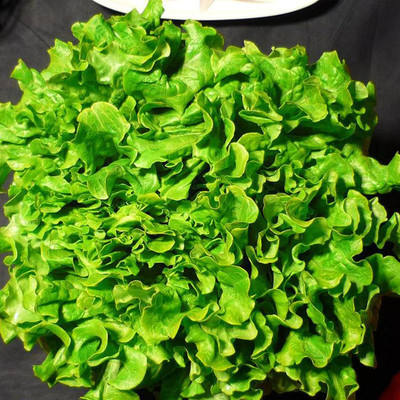 KNESSiN Lettuce Seed(200 per packet)