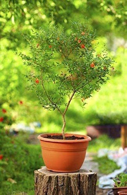 VibeX TLX-24 - High Yield Rare Pomegranate Anar Red Bhagwa - (90 Seeds) Seed(90 per packet)